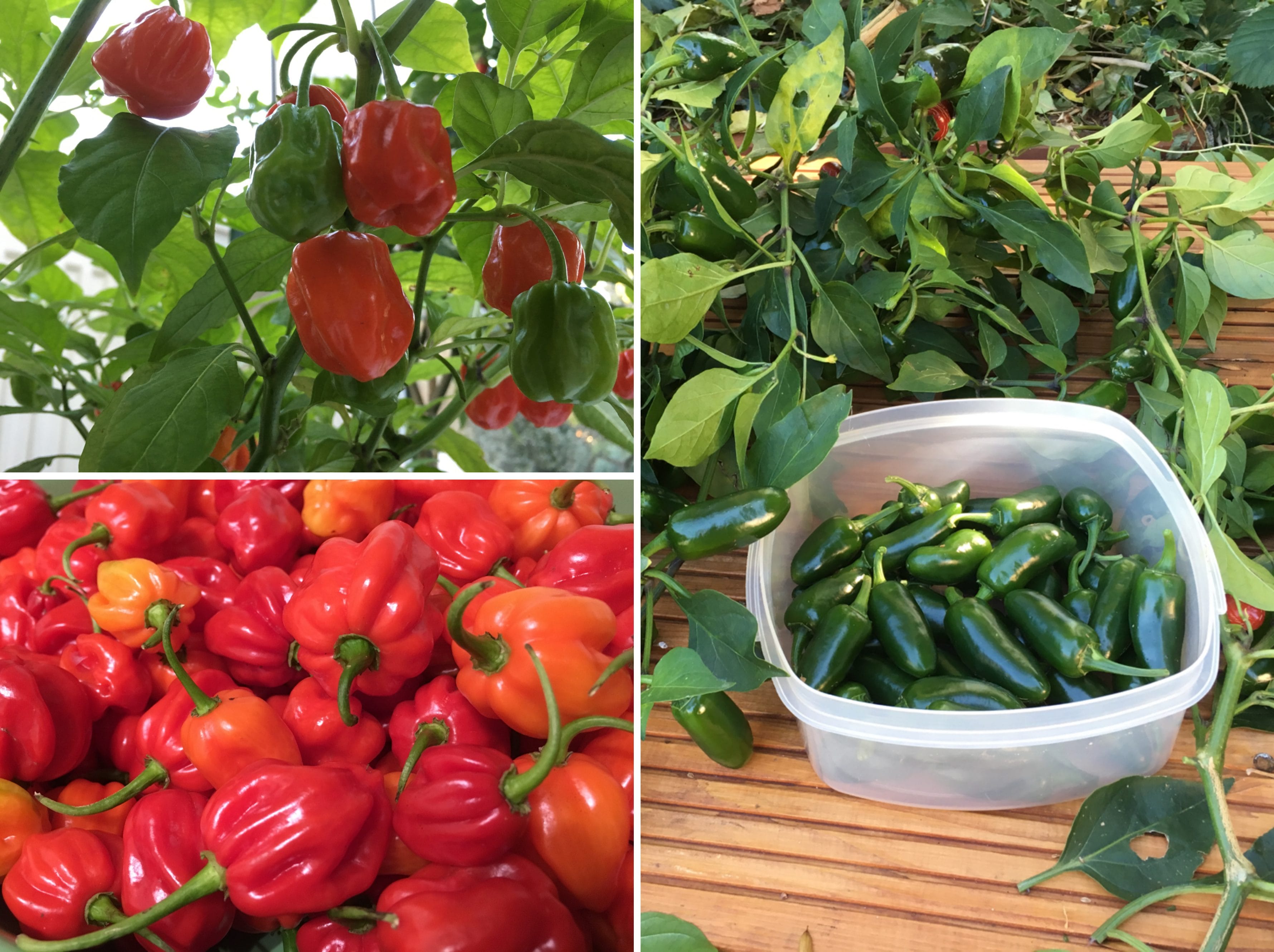 Chilis anbauen Mein Rückblick 2015 mit Anleitung